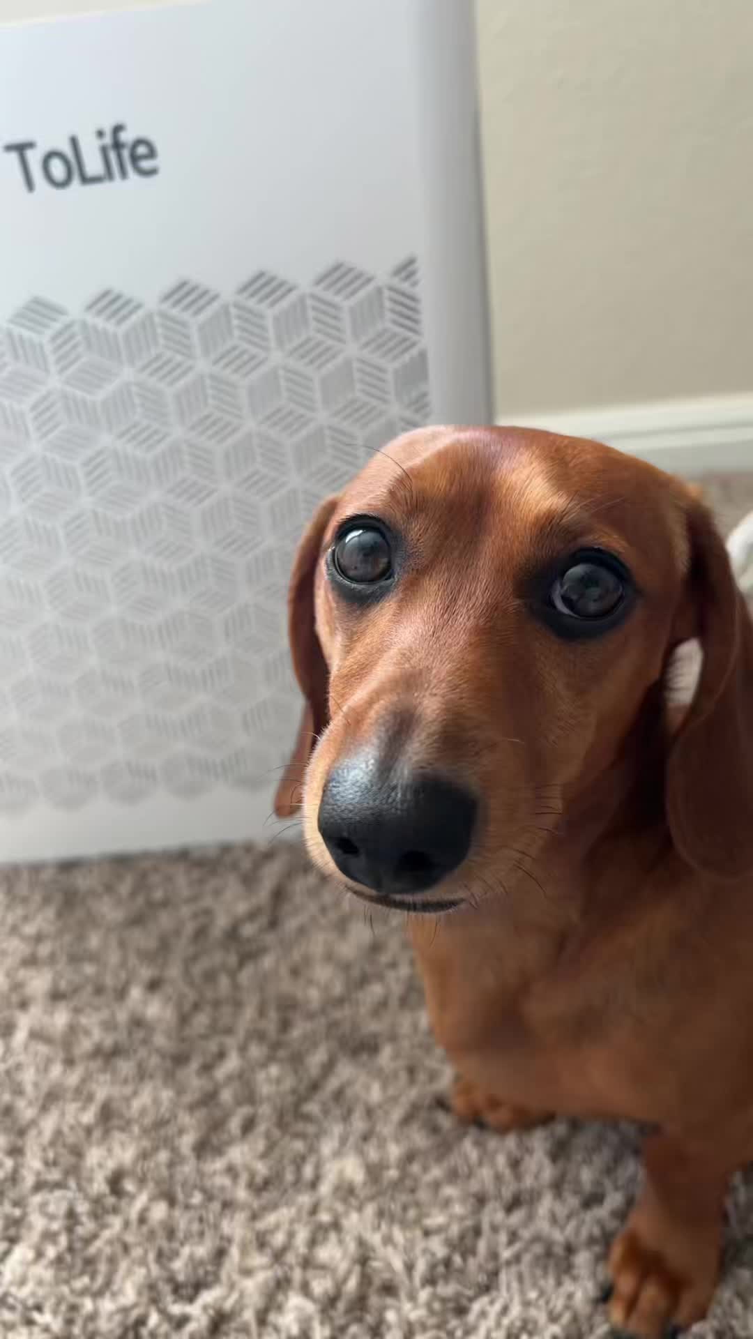 @Slinky Severus-Doo