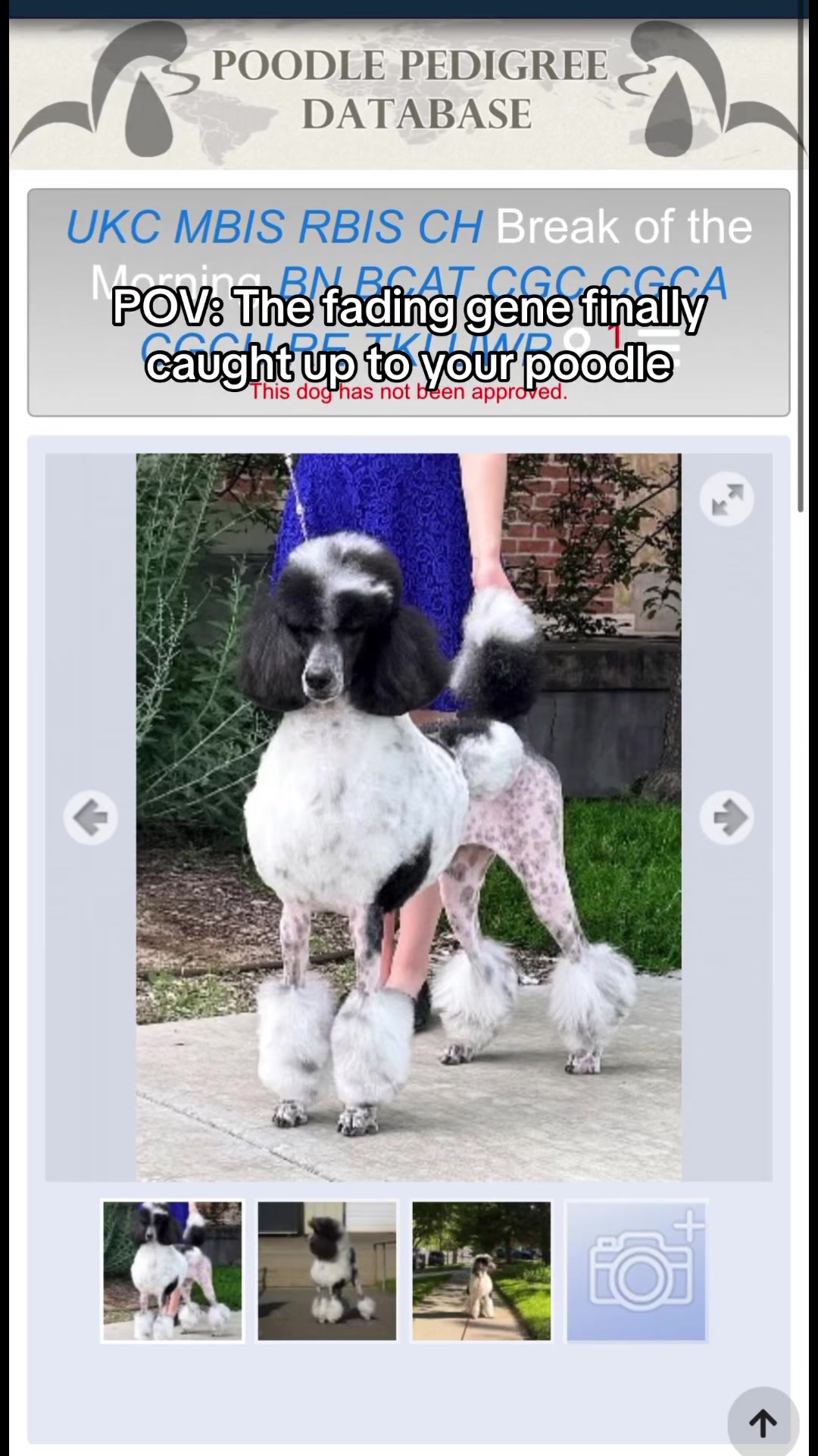 @Emmabelle + Poods 🐩🤍