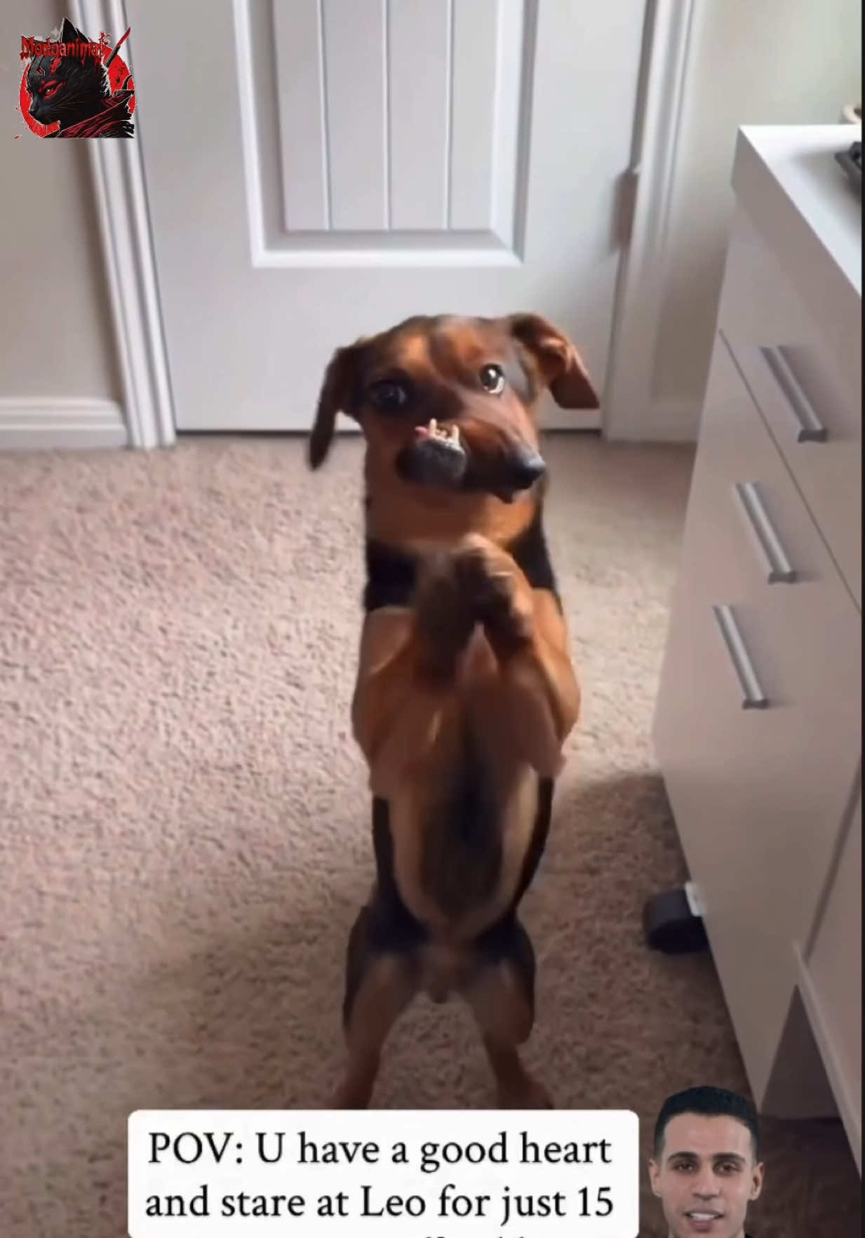 @Modoanimal