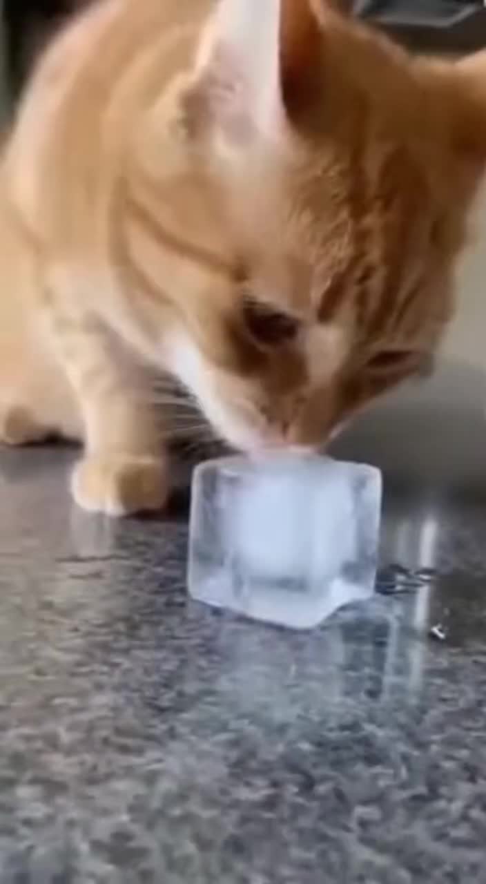 @petsmadnesstv