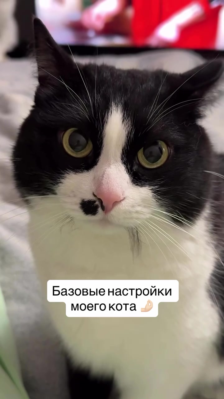 @ELENA AND 2CATS