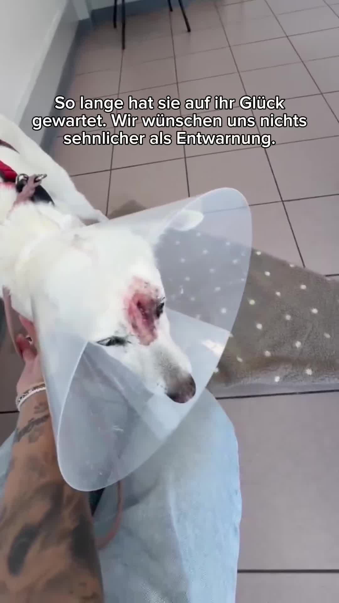 @SpecialDogs e.V.