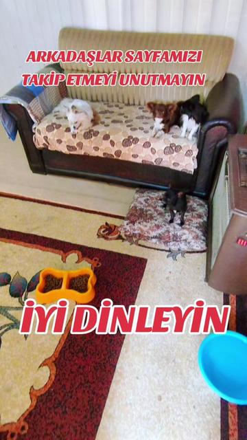 @🐕ŞHİVA MİNİK PATİLER🐕