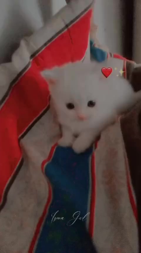 @꧁༒•ɮʀօӄɛռ༒💔ɦɛǟʀȶ•༒꧂