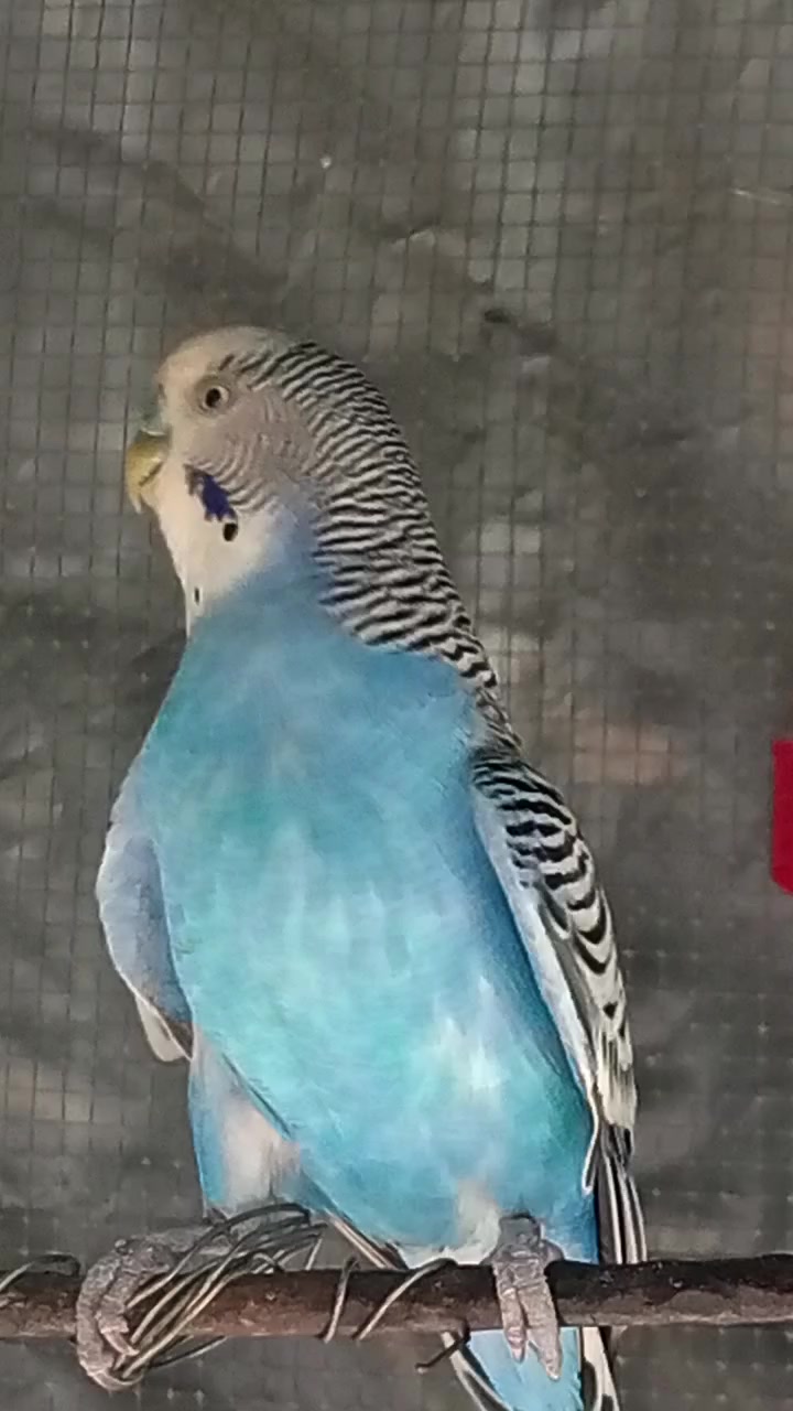 @AviarioRey45🇲🇽