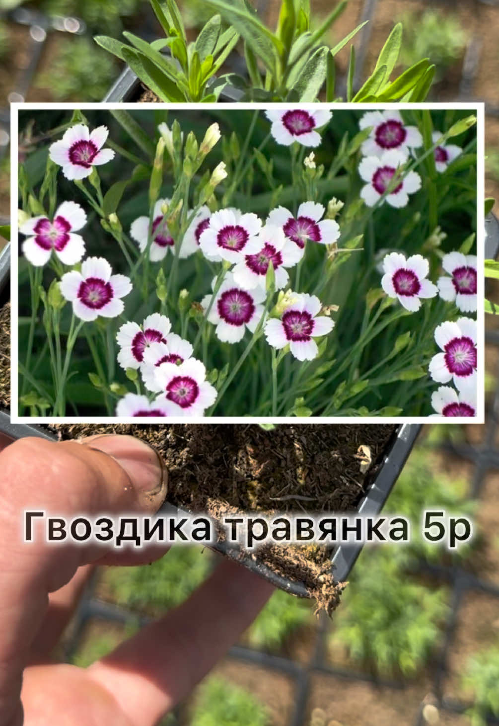 @Kirill Kvetka