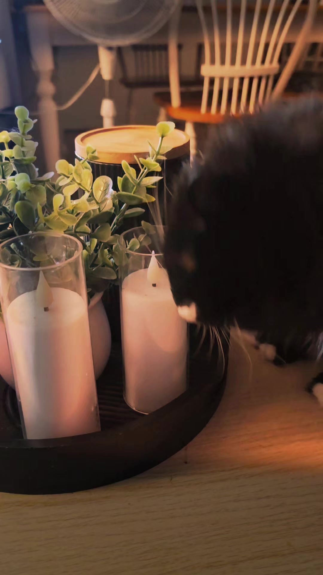 @AtticaTheTuxedoCat