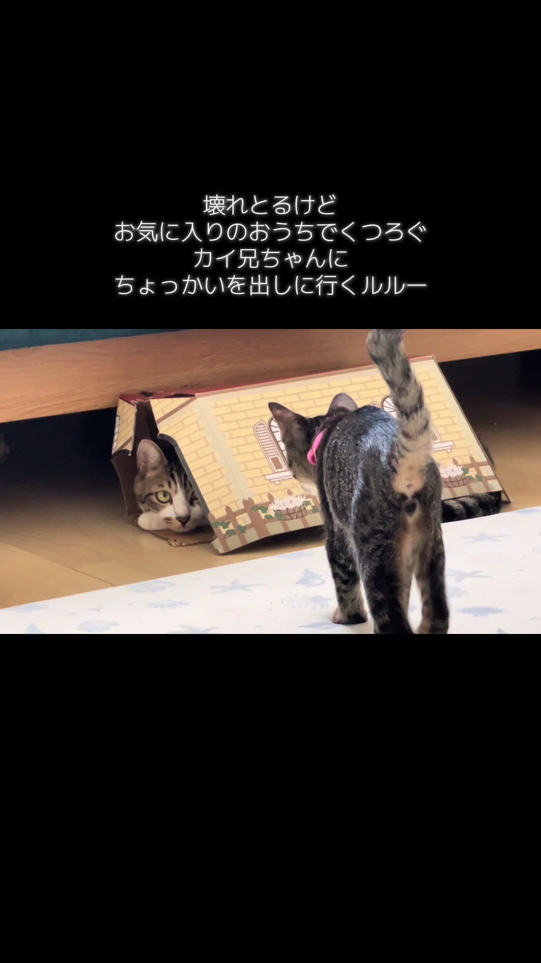 @ねこまみれ