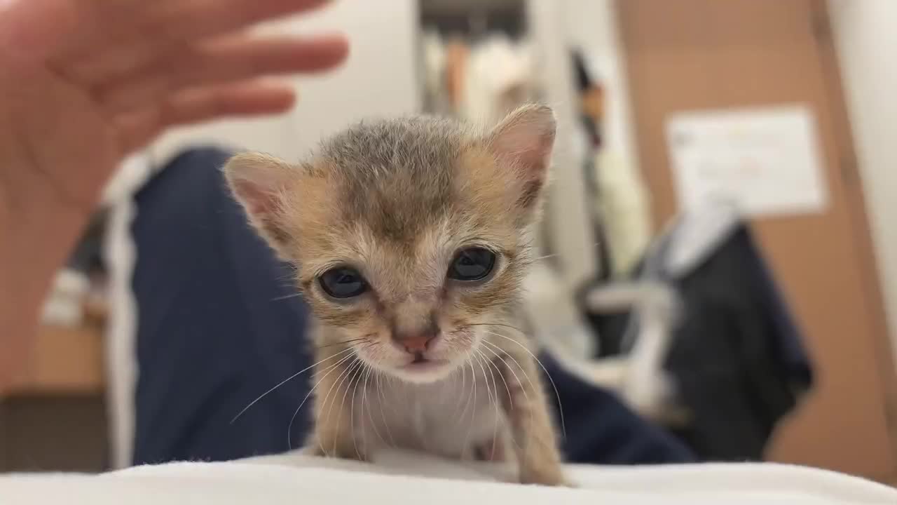 @catnipcrazee