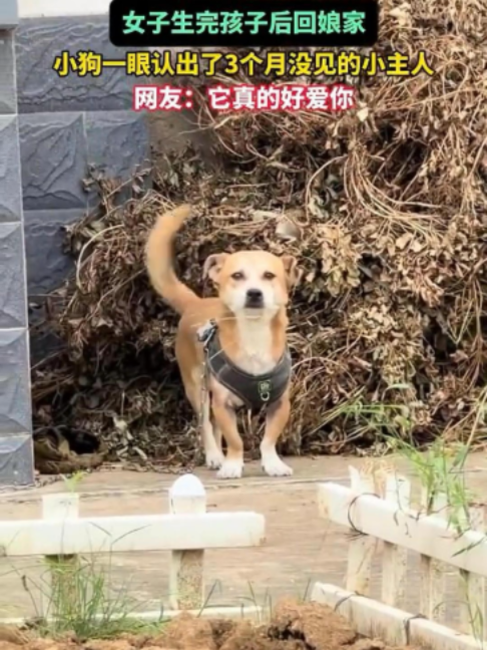 @中国蓝国际