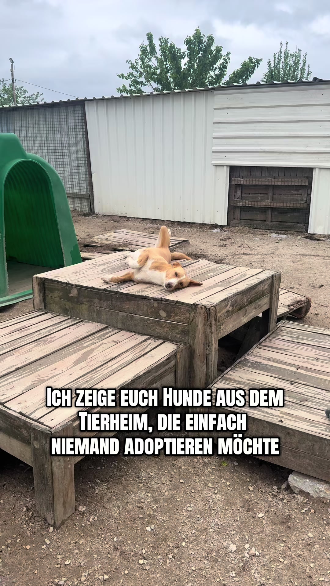 @mother of dogs