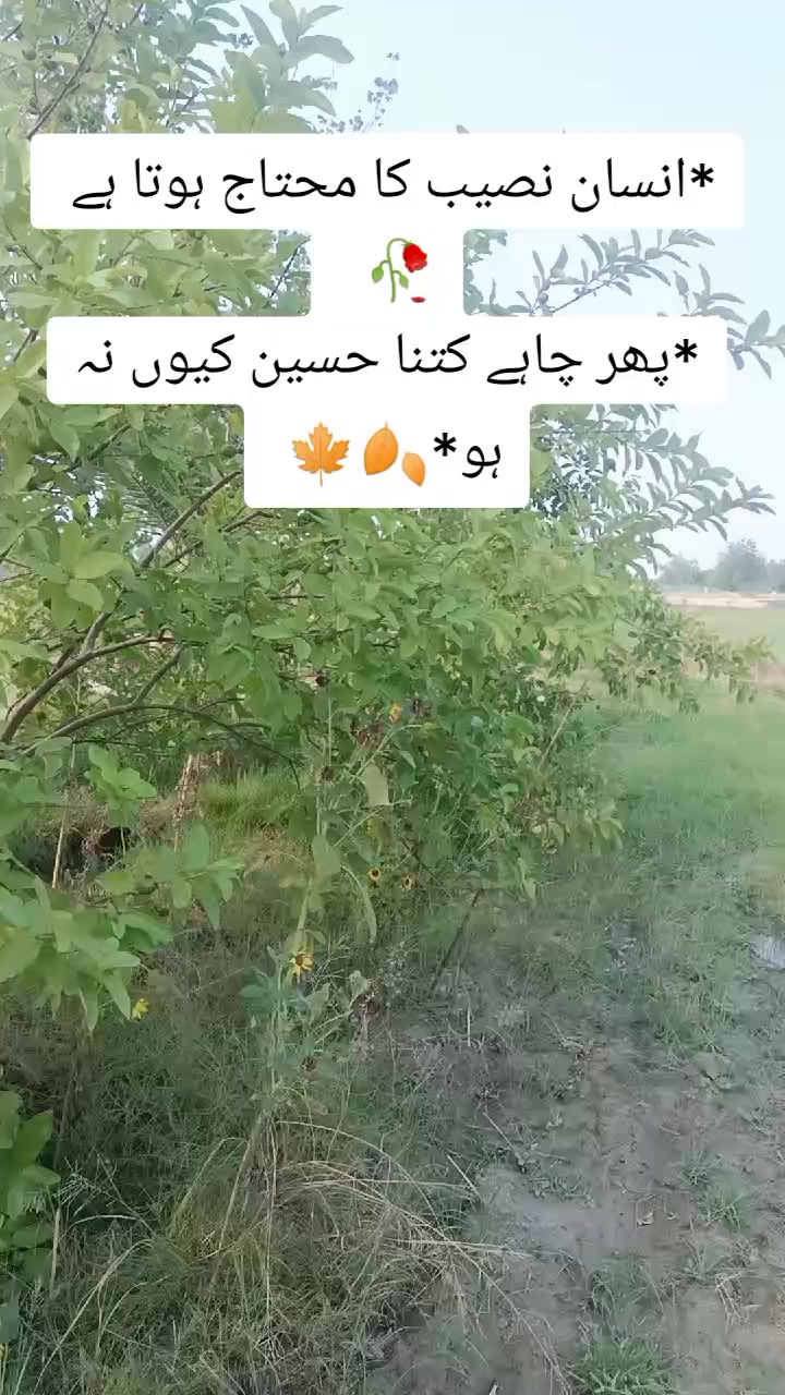 @shehzadi g😎