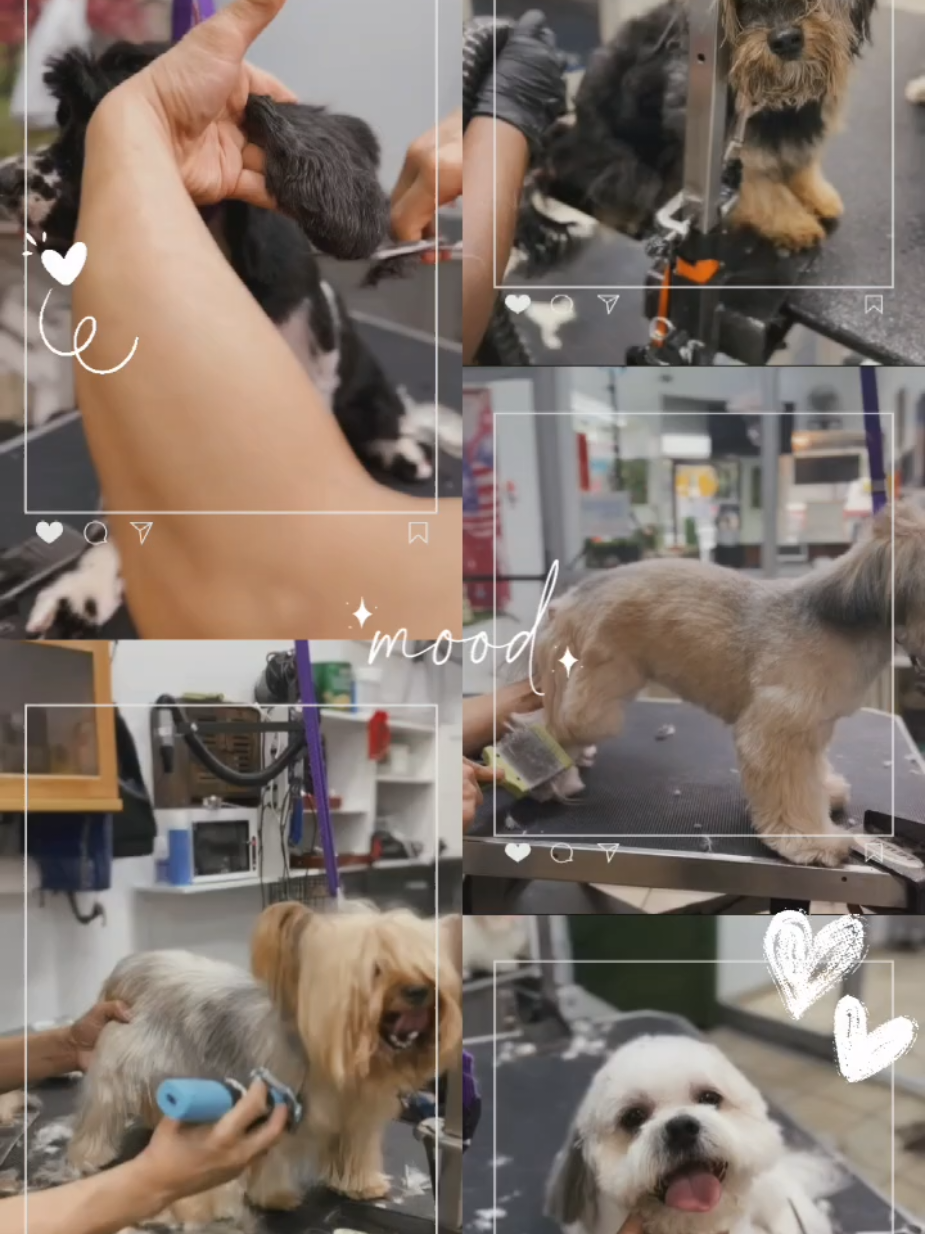 @Petness_Wandererhub