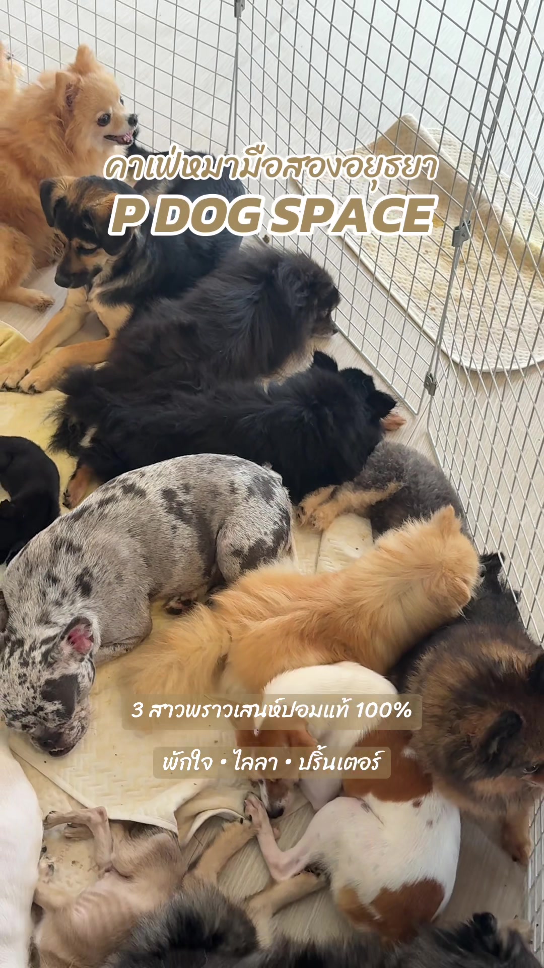 @P Dog Space คาเฟ่หมามือสอง 🐶