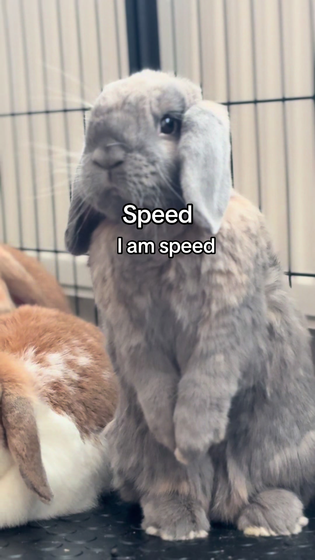 @ᥫ᭡
