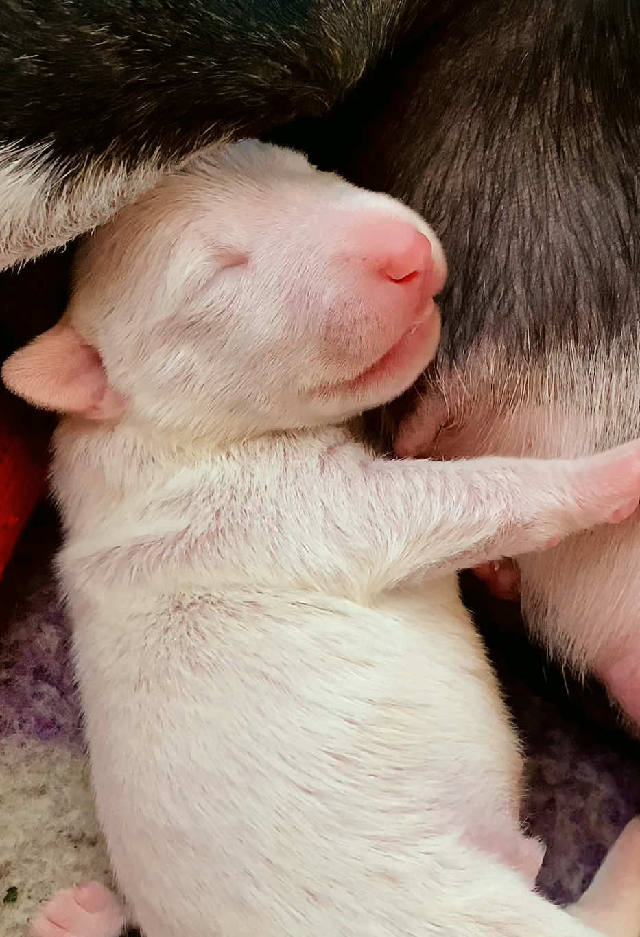 @Terra_Viva_minibullterrier