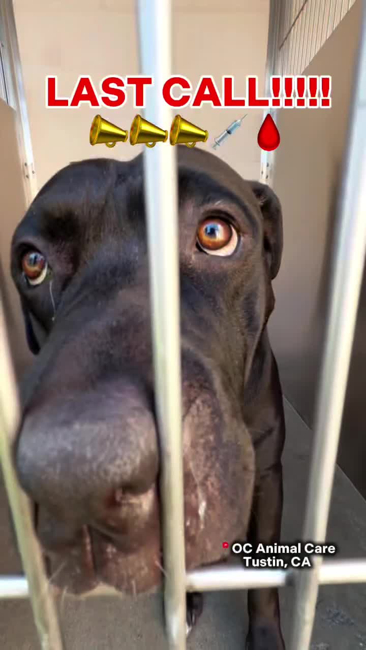 @Cane Corsos