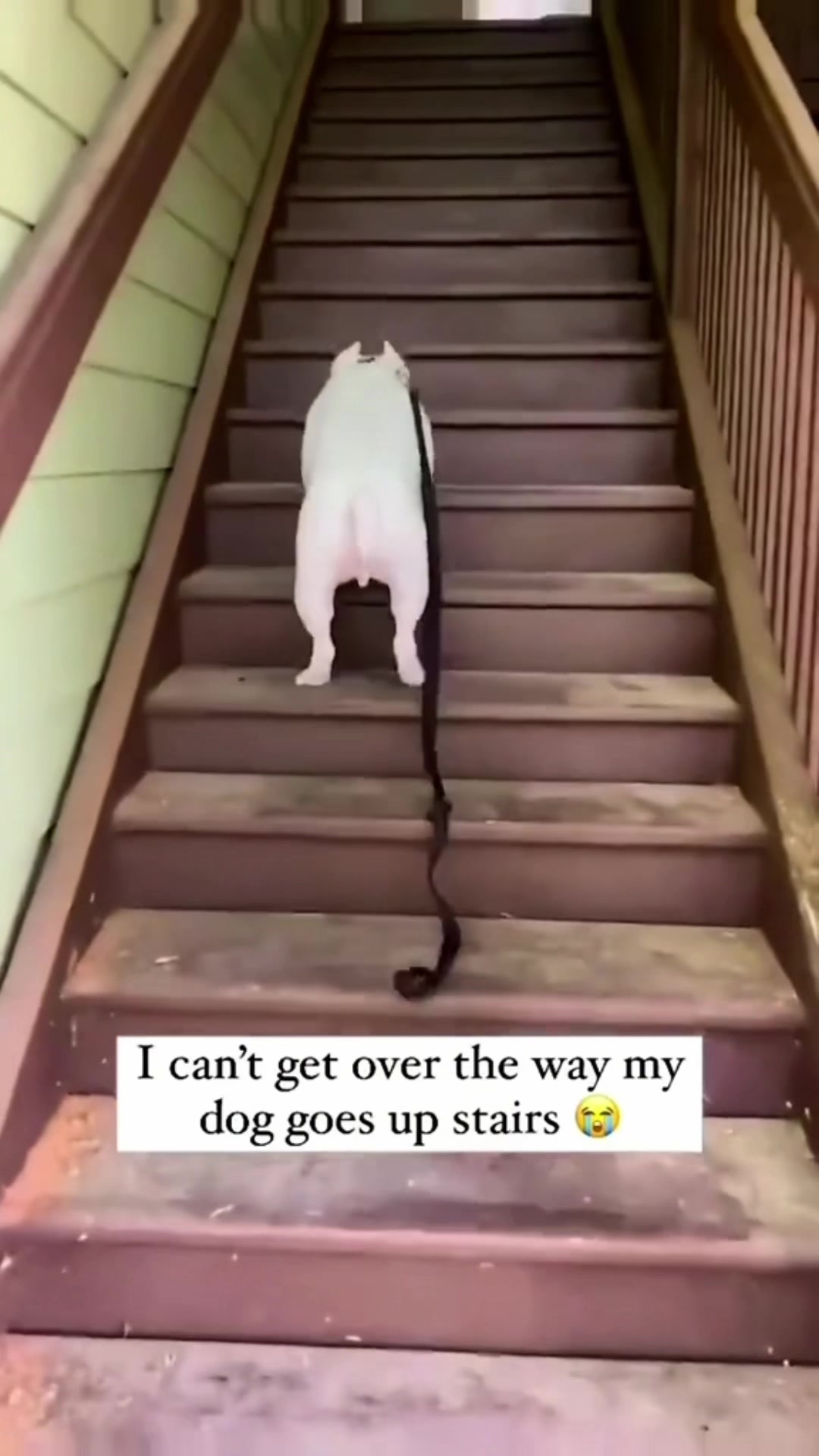 @K9stories