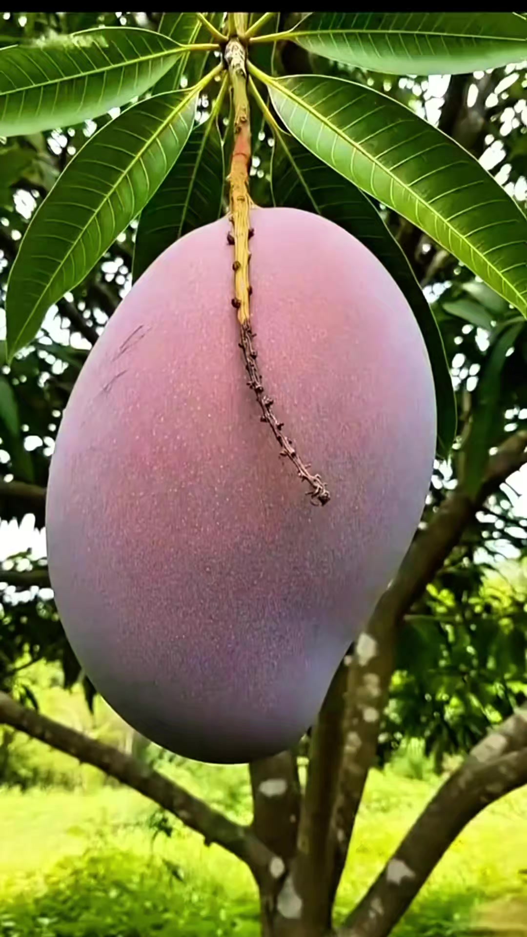 @Minimol  pala  achayathi