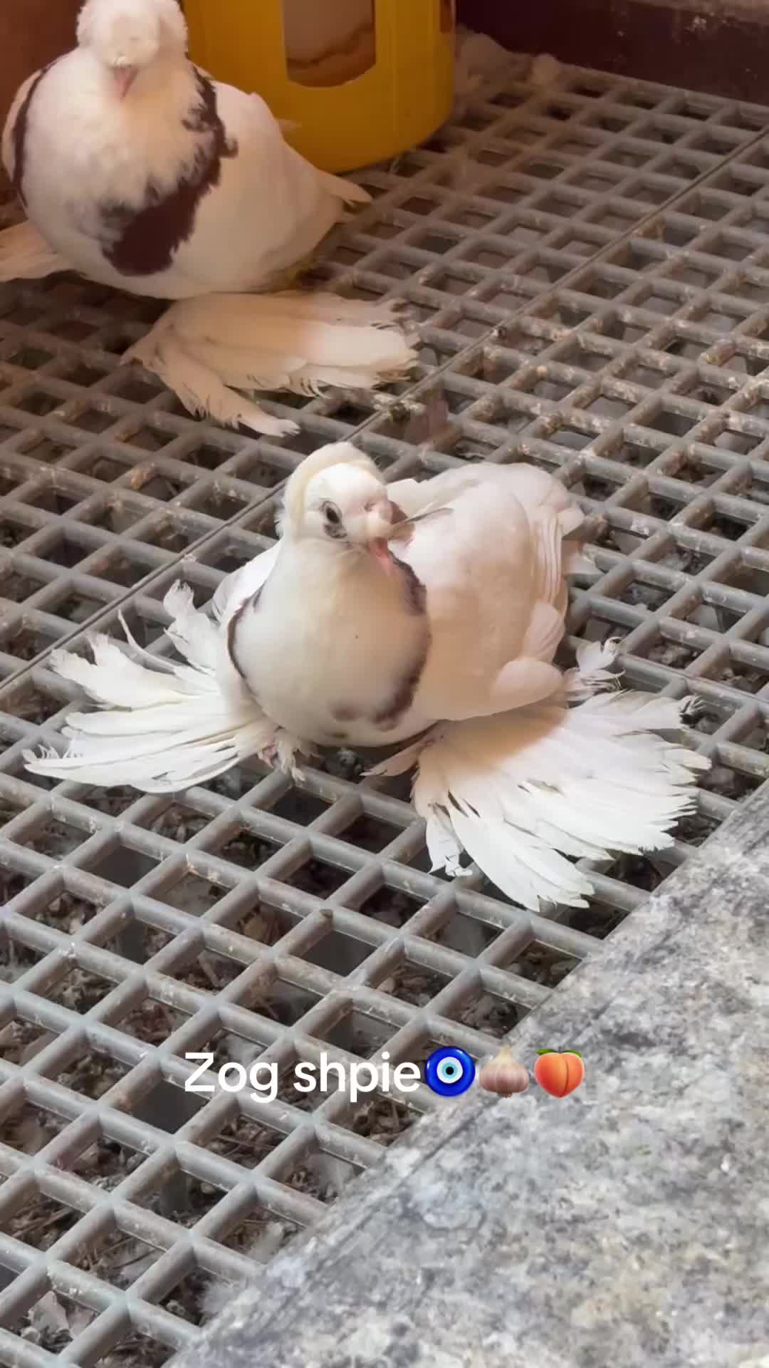 @dottore2220