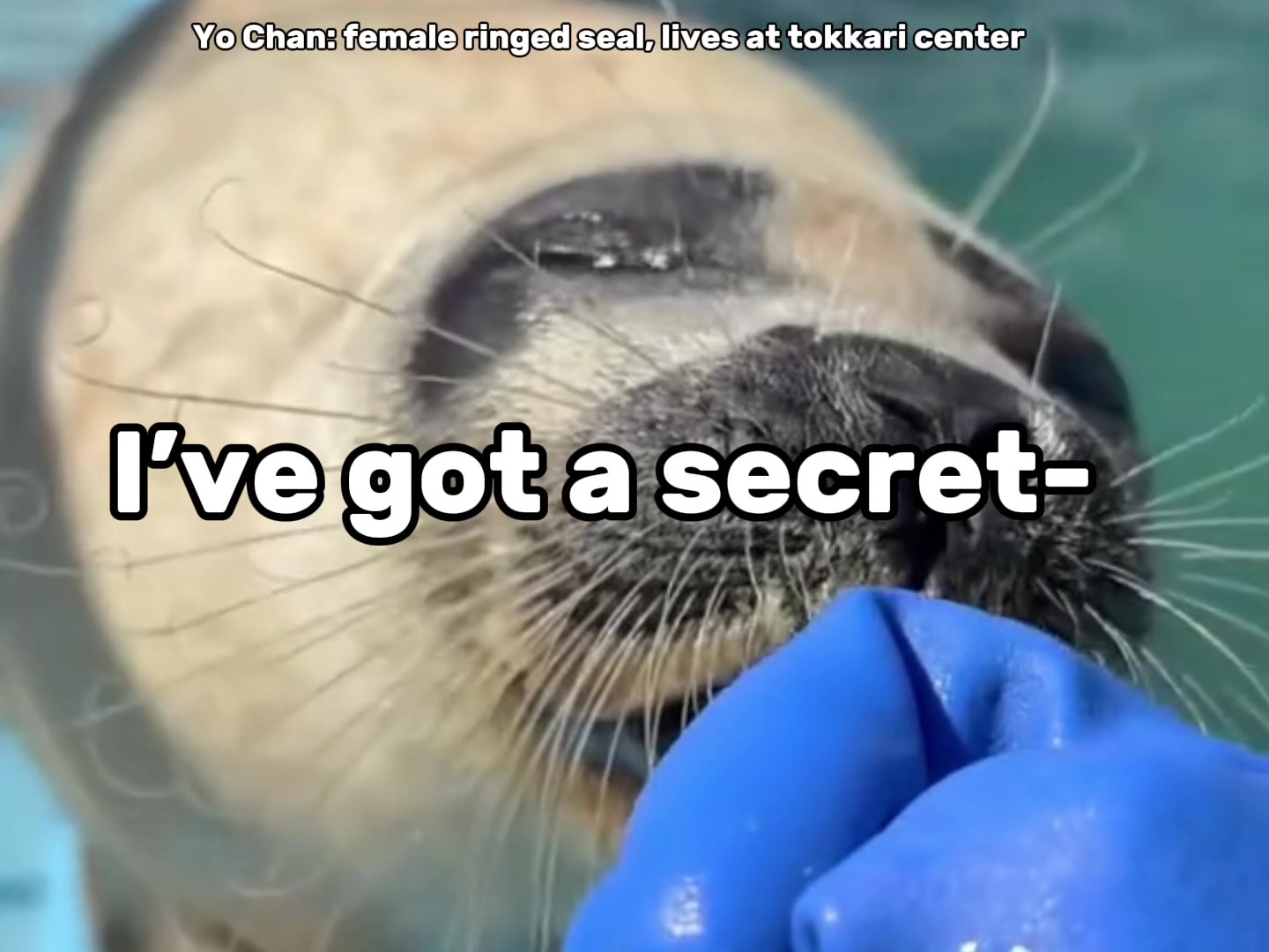 @BaikalSealHugger