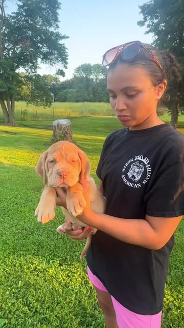 @North America Mastiff Founder