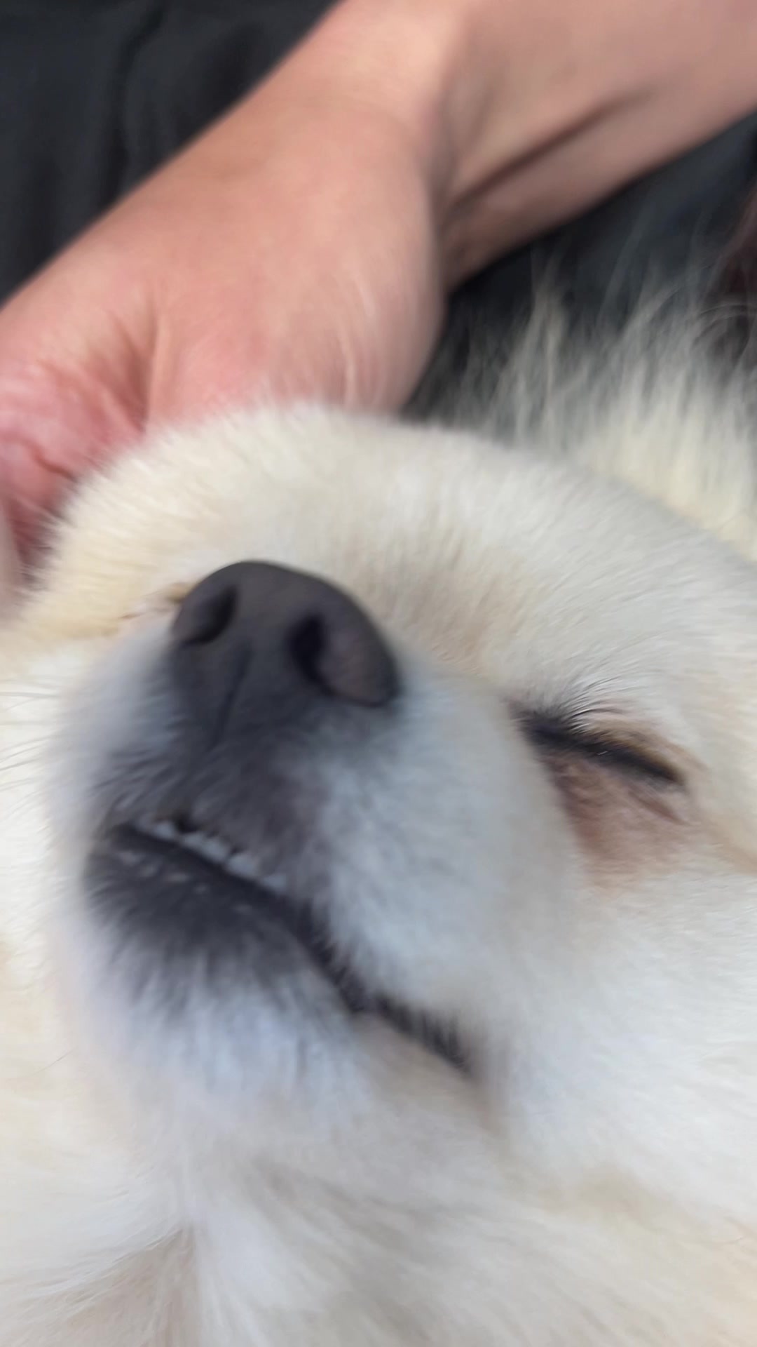 @beingmilothepom