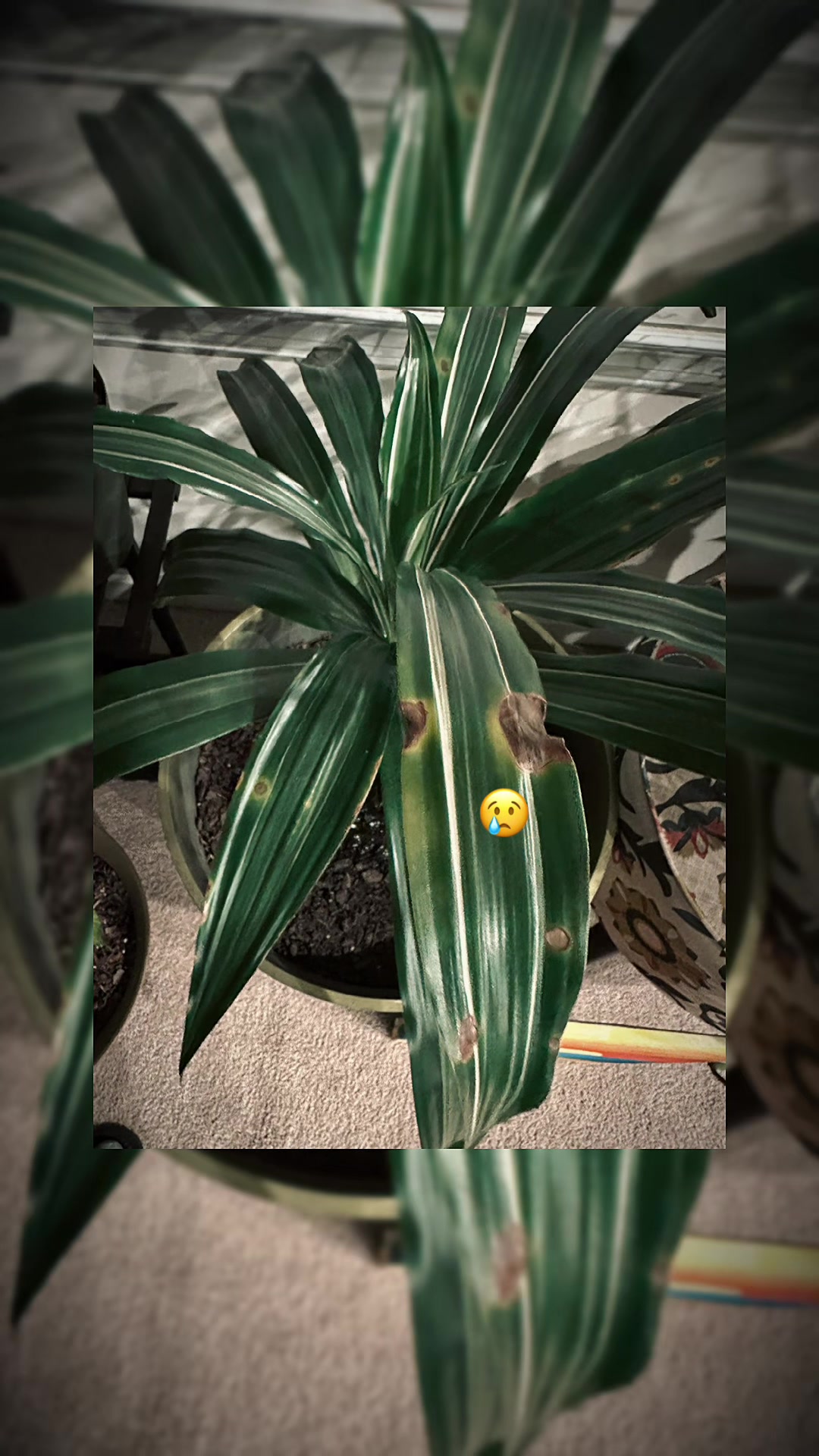 @MoePlantDad