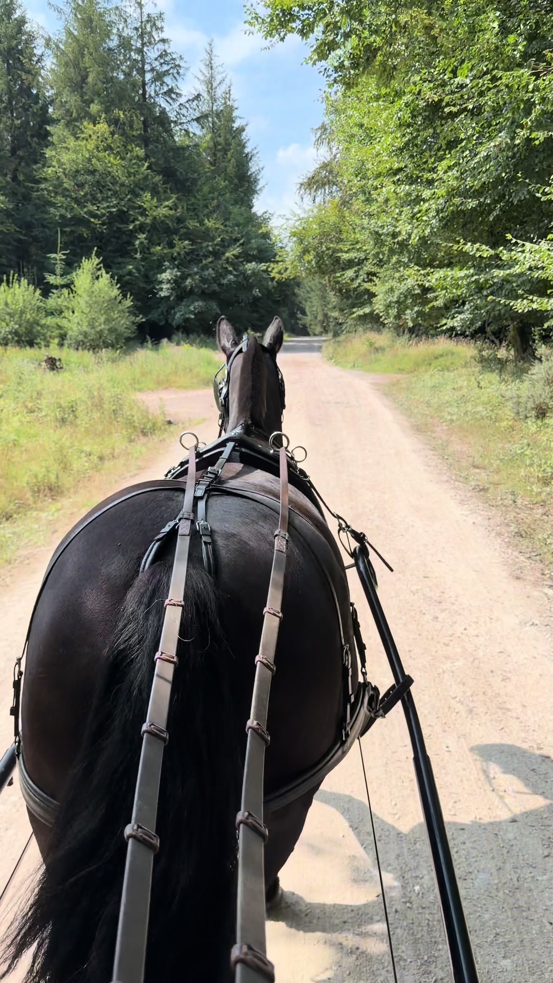@Dartmoor Carriages