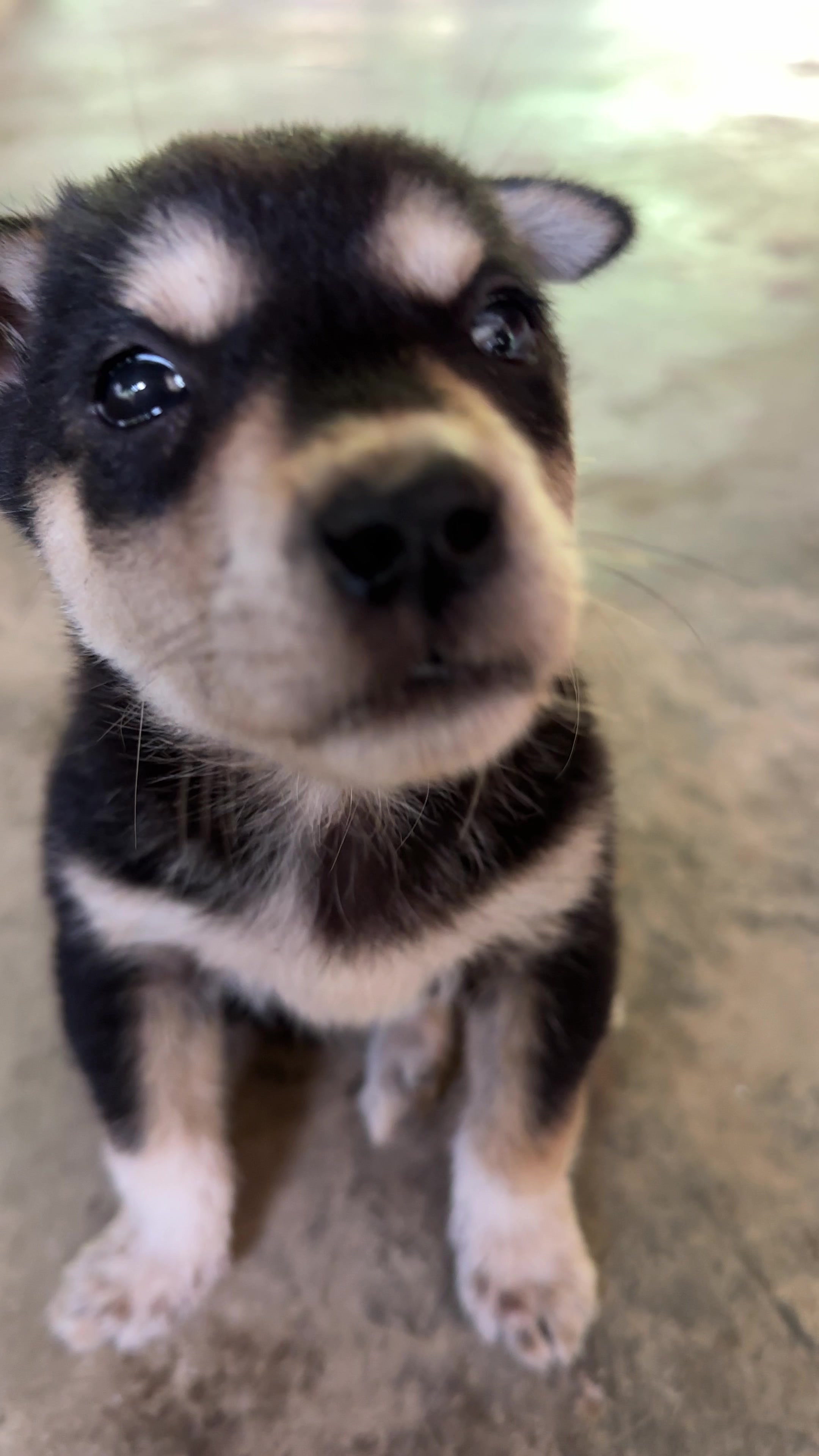 @Pet❤️🔥