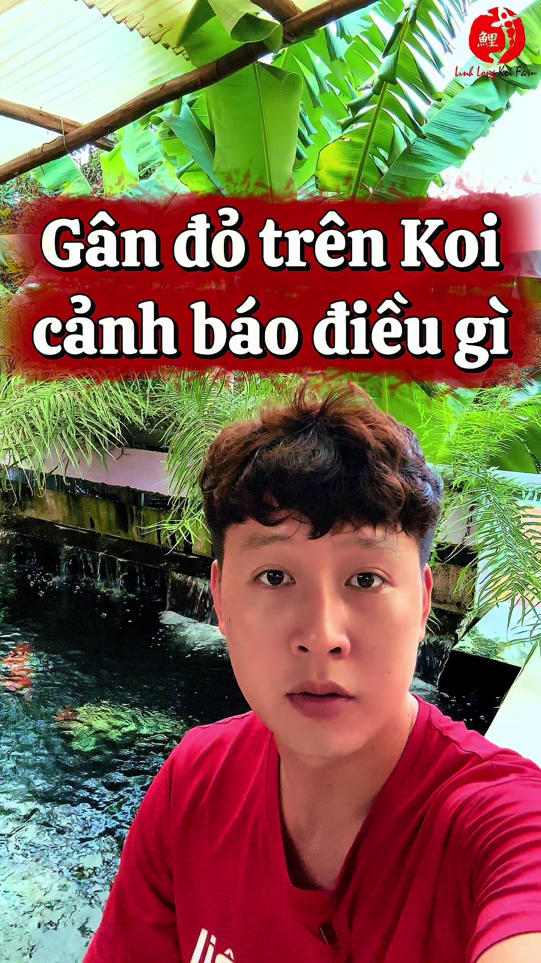 @Linh Long Koi Farm