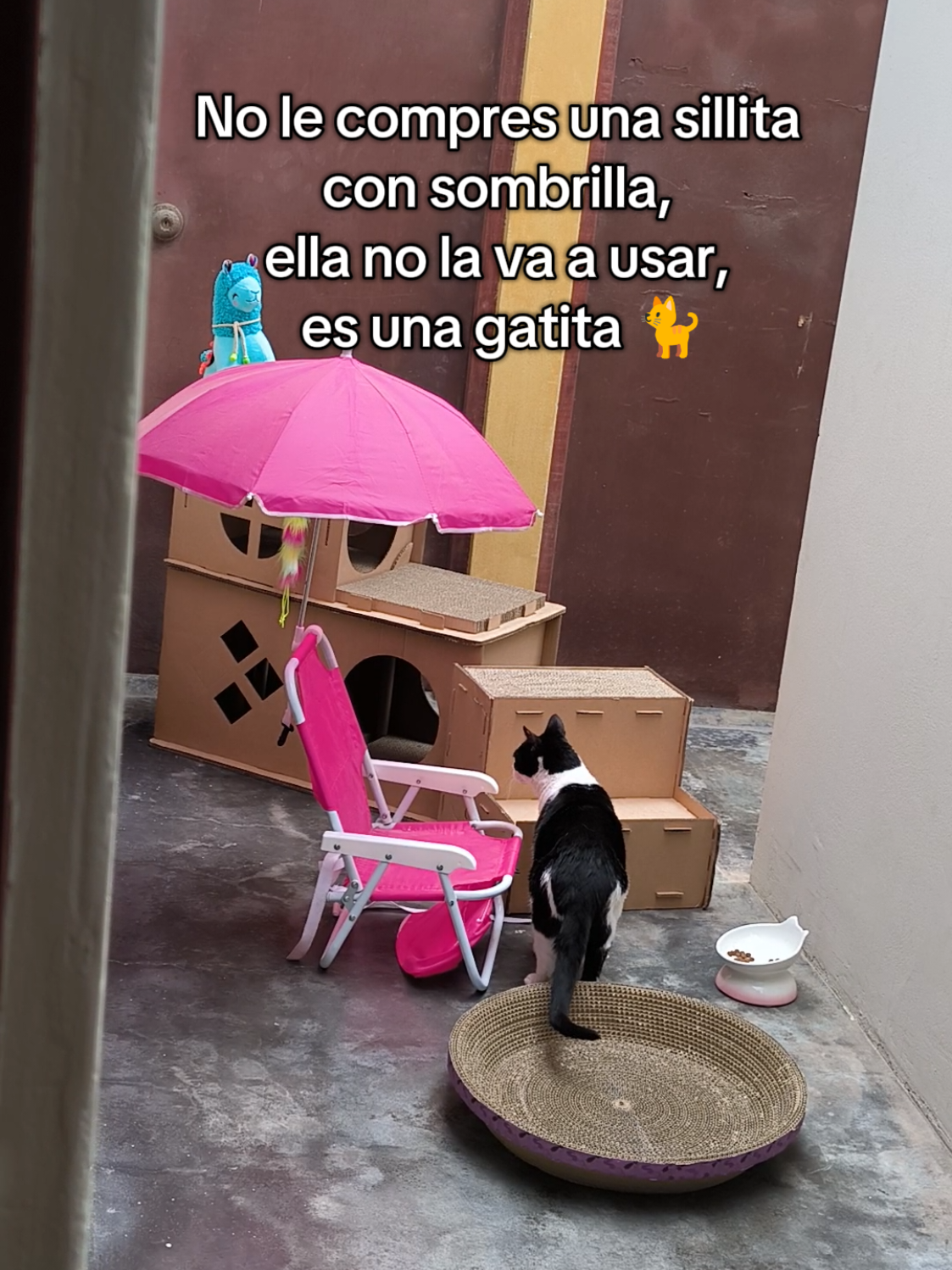 @Kiry Hols 🐈