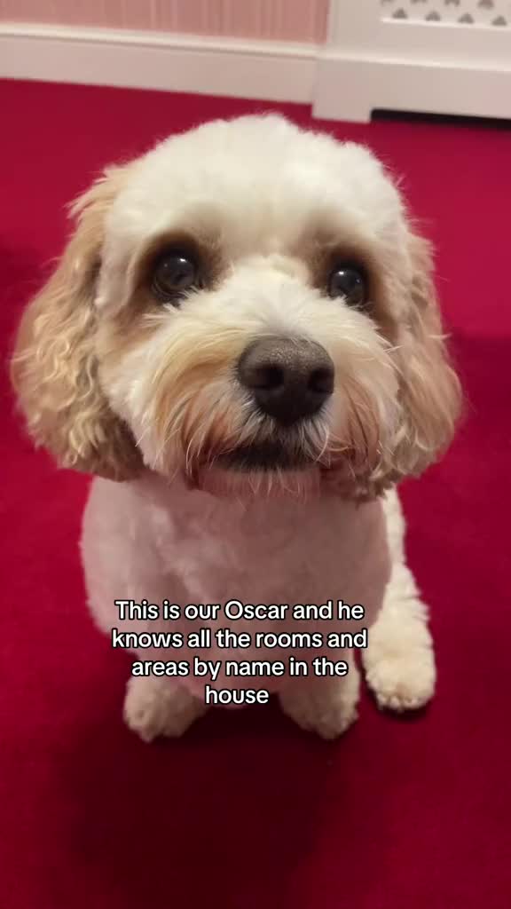 @My Cavachon