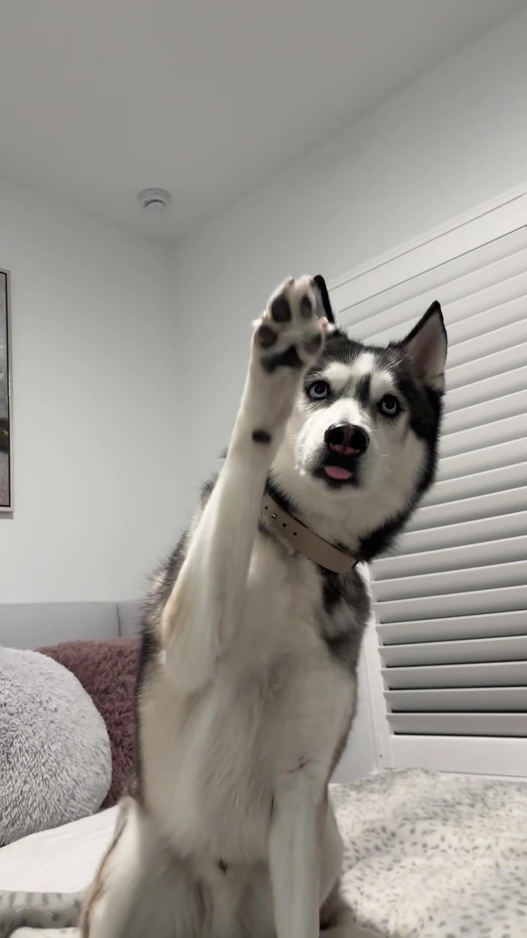 @lifewith2huskies