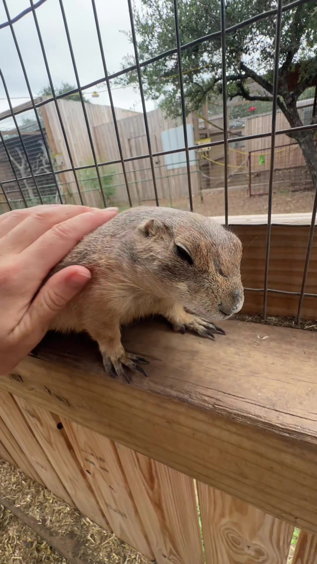 @Texas Wildlife Park