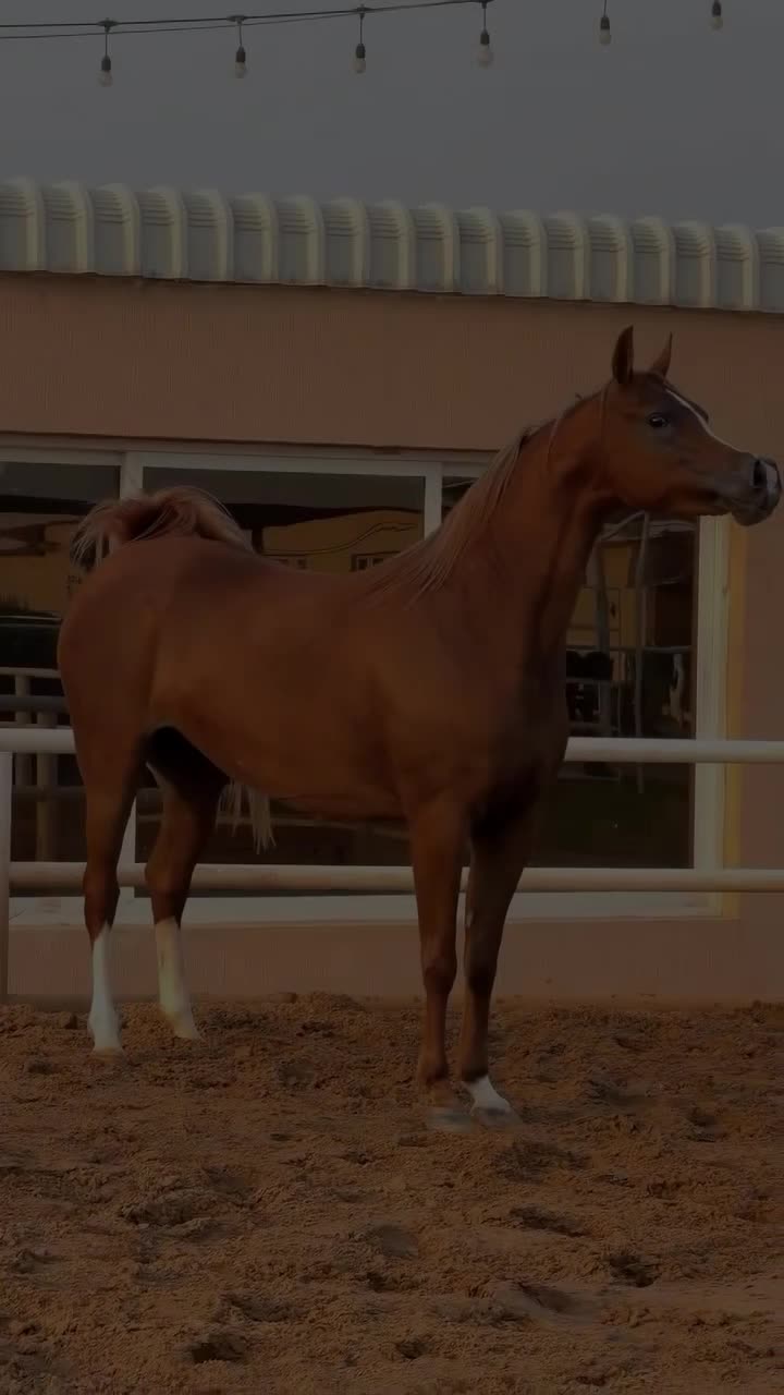 @danihorses2