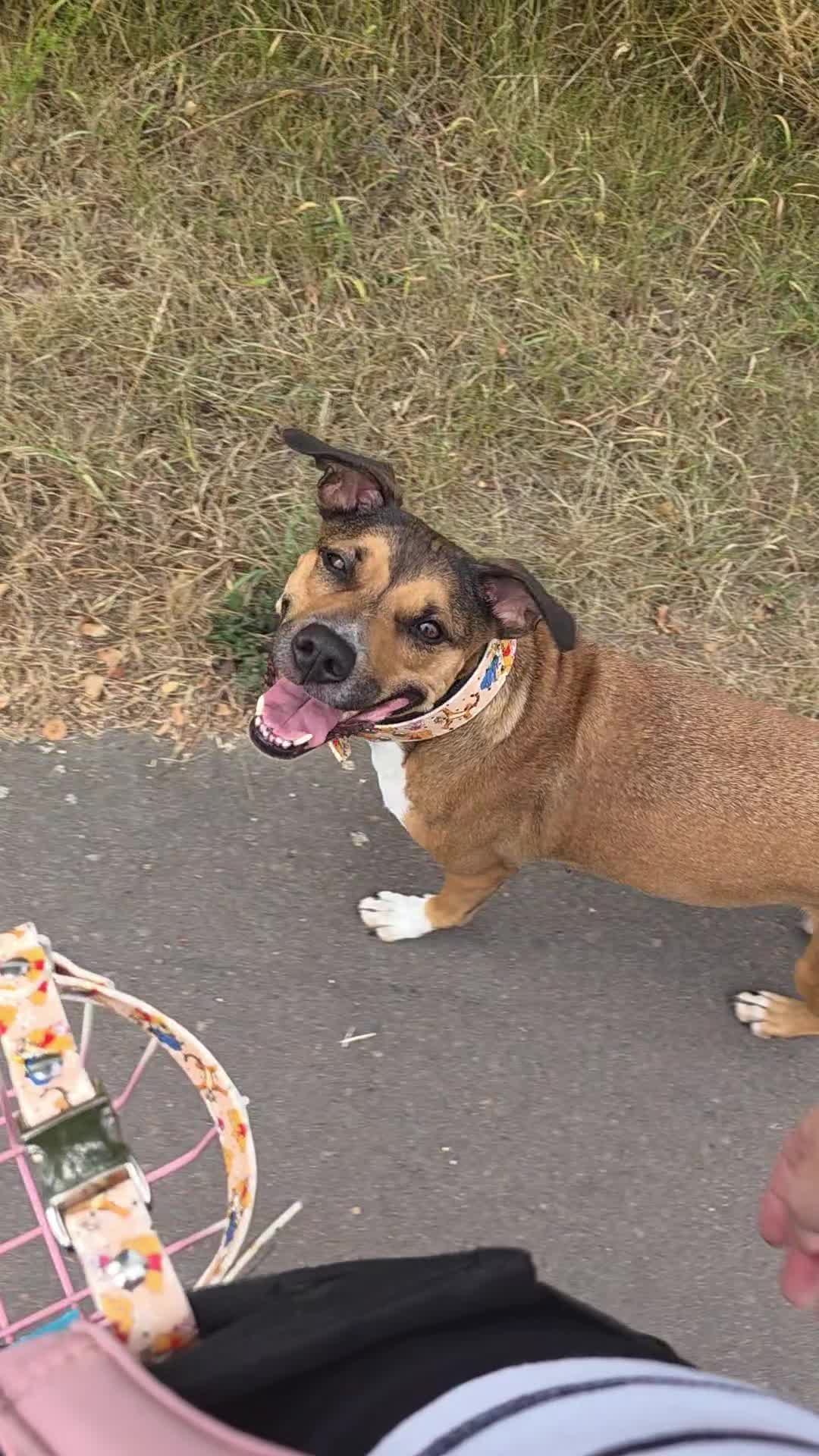 @Staffordshiremix Geschwister🐾