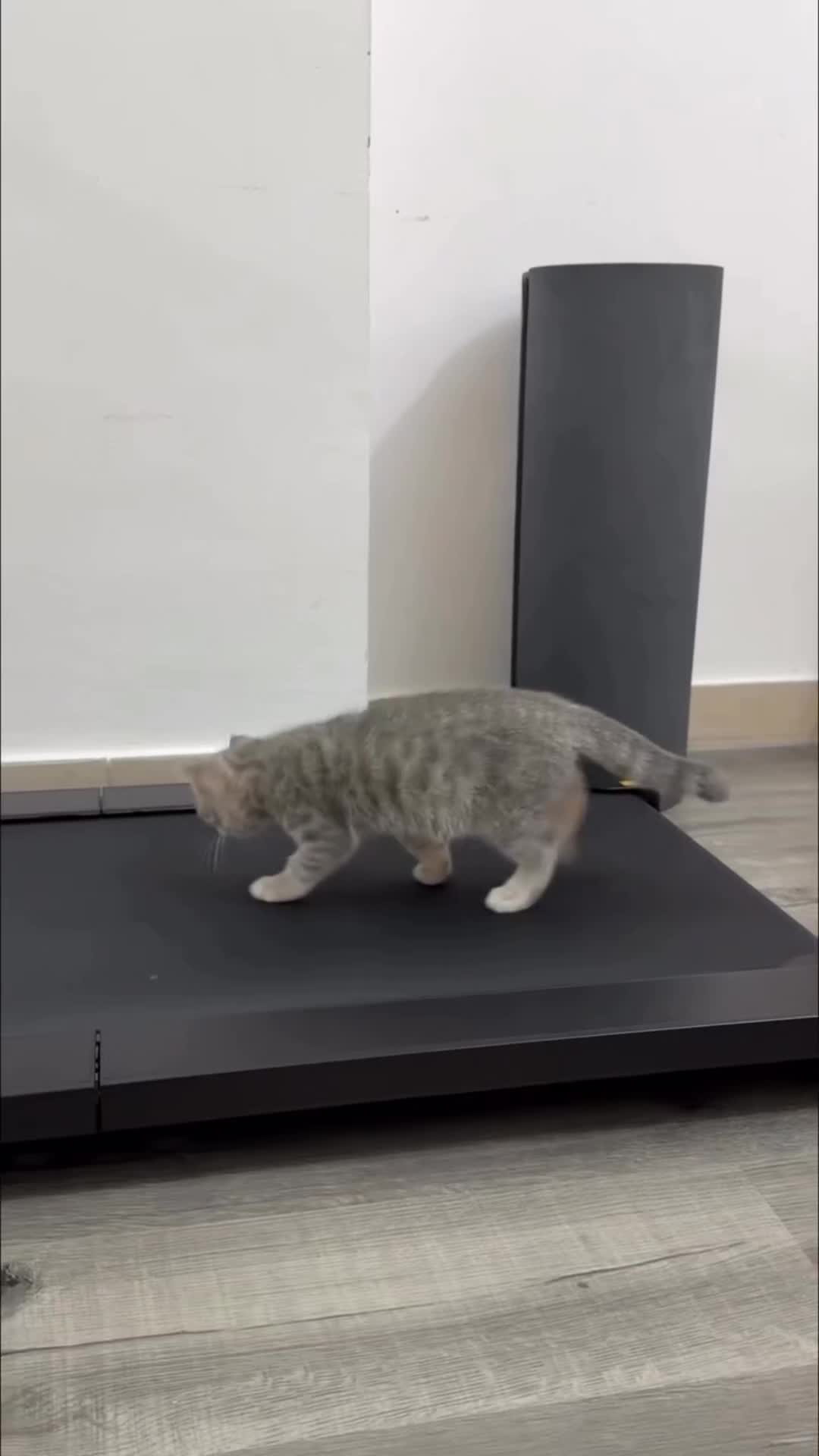 @catnipcrazee