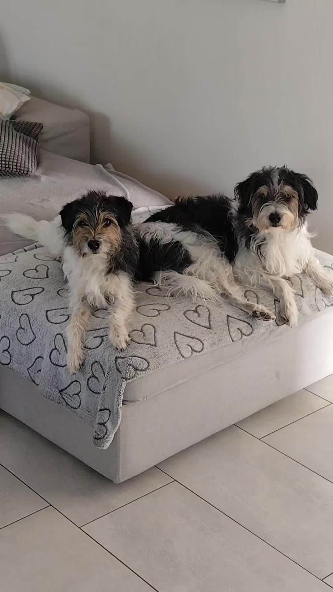 @❤️Lucy und Pepe❤️