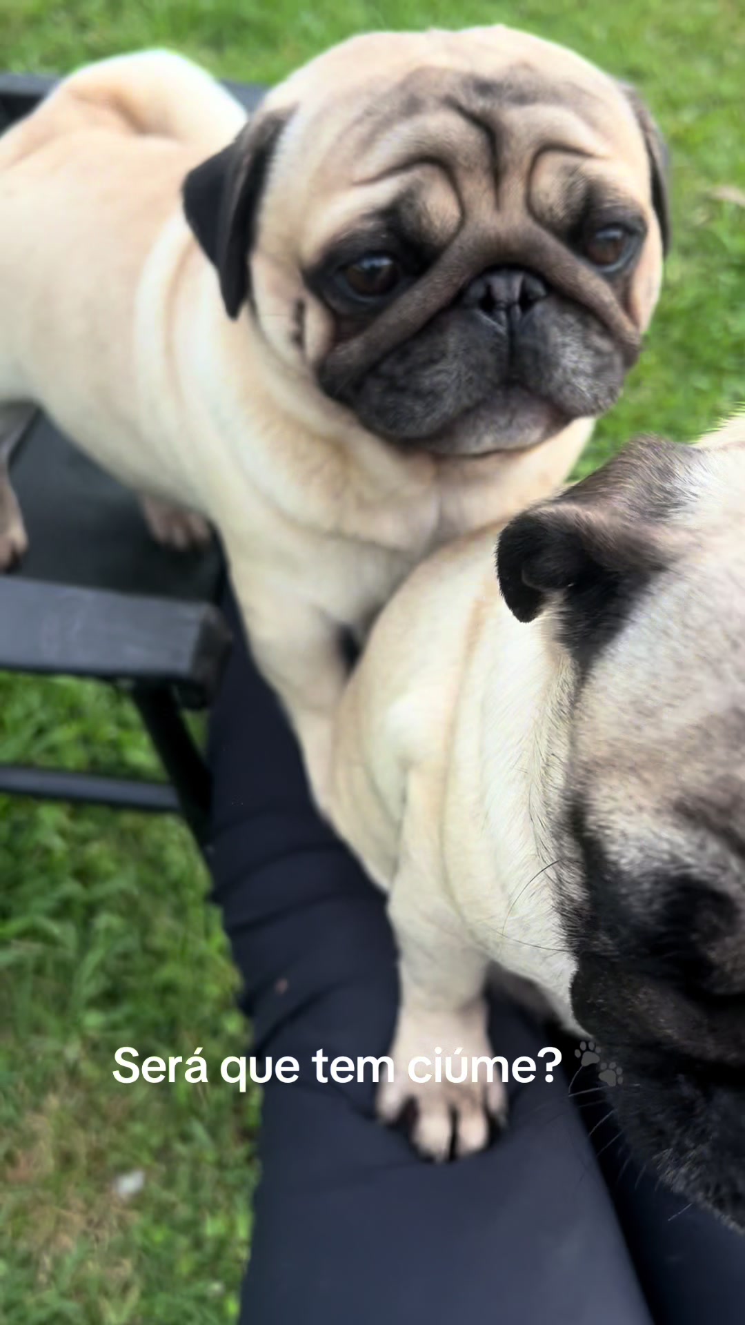 @pugSofyHarry