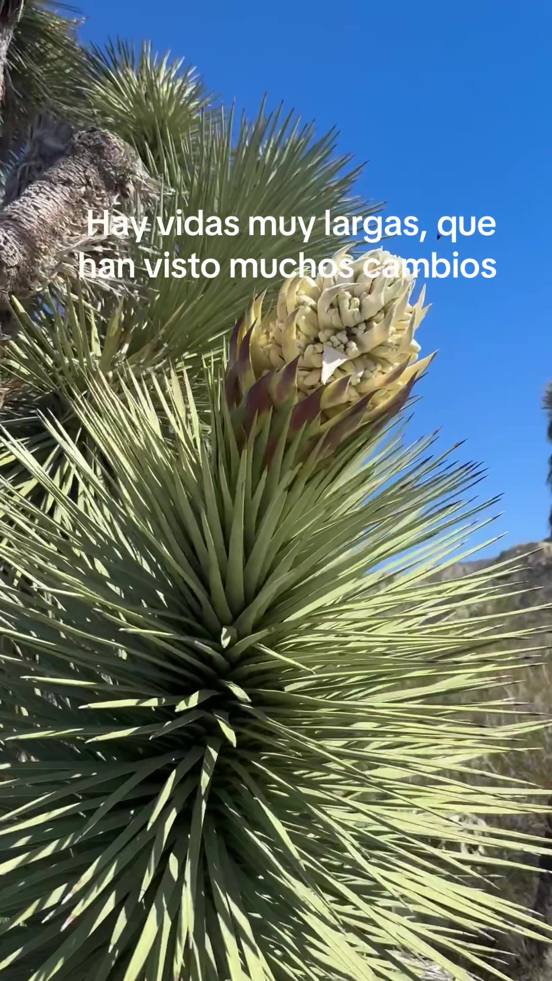 @Ame de ram