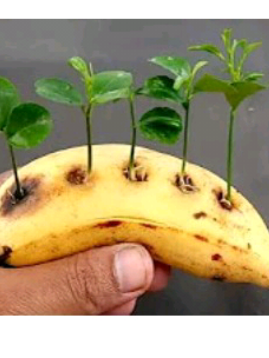 @PlantsLife