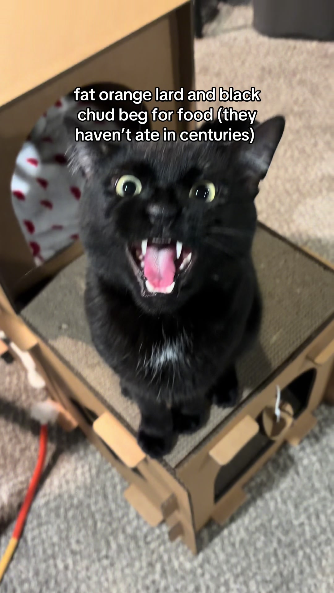 @Pickle 🐈⬛ & Izzy 🐅