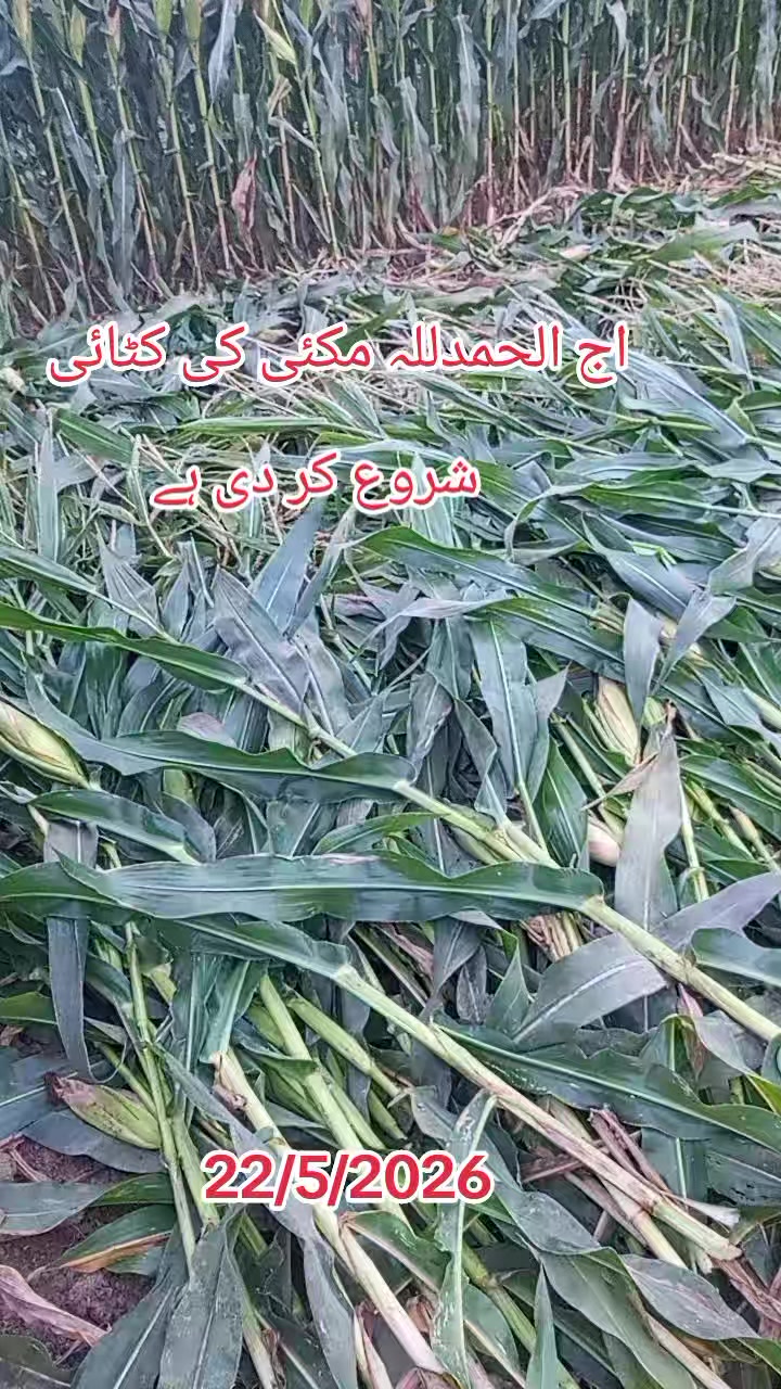 @Ch.waqas