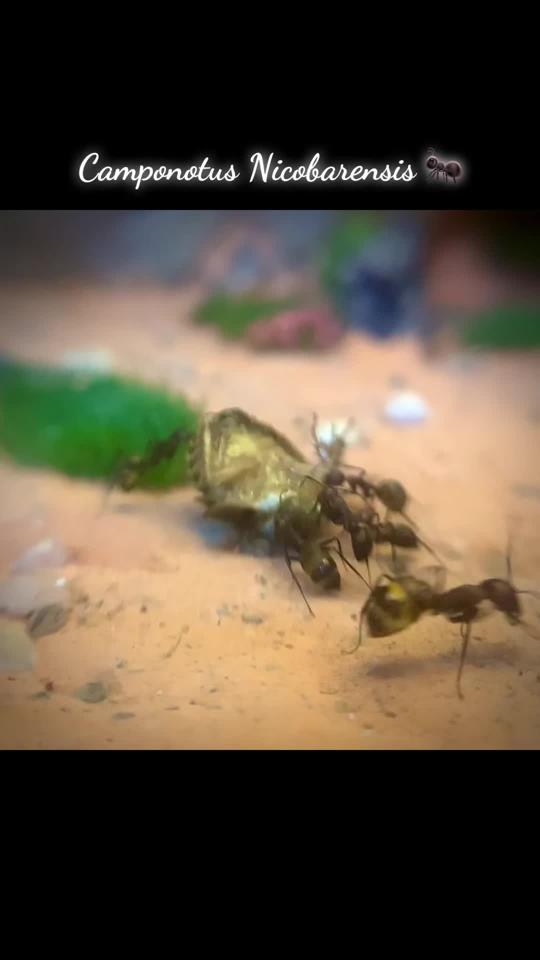 @Henry Thích Nuôi Kiến 🐜