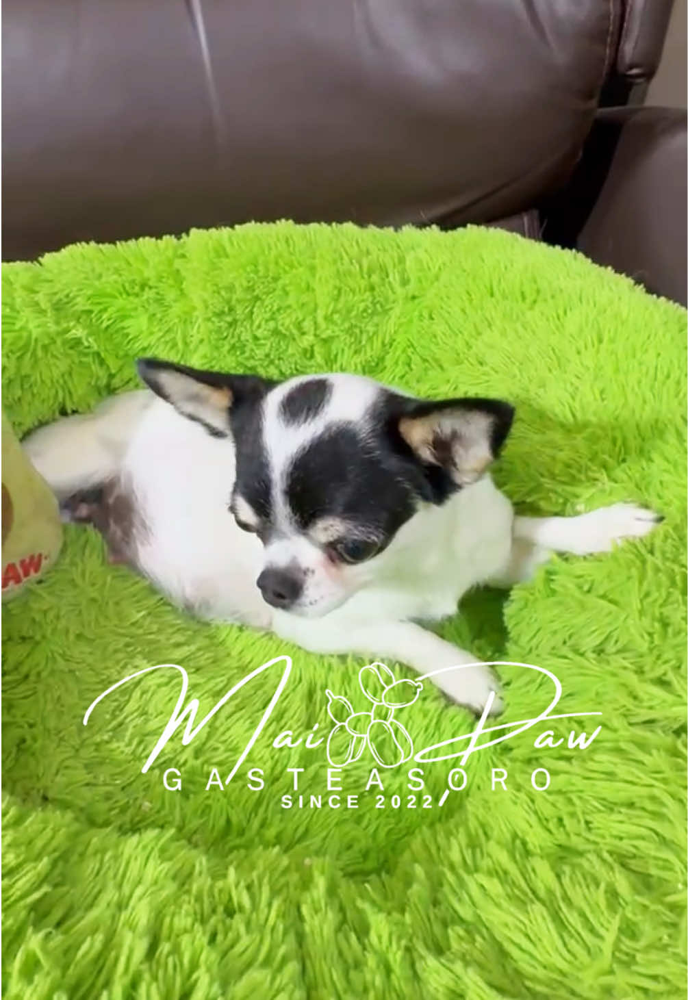 @MaiPaw