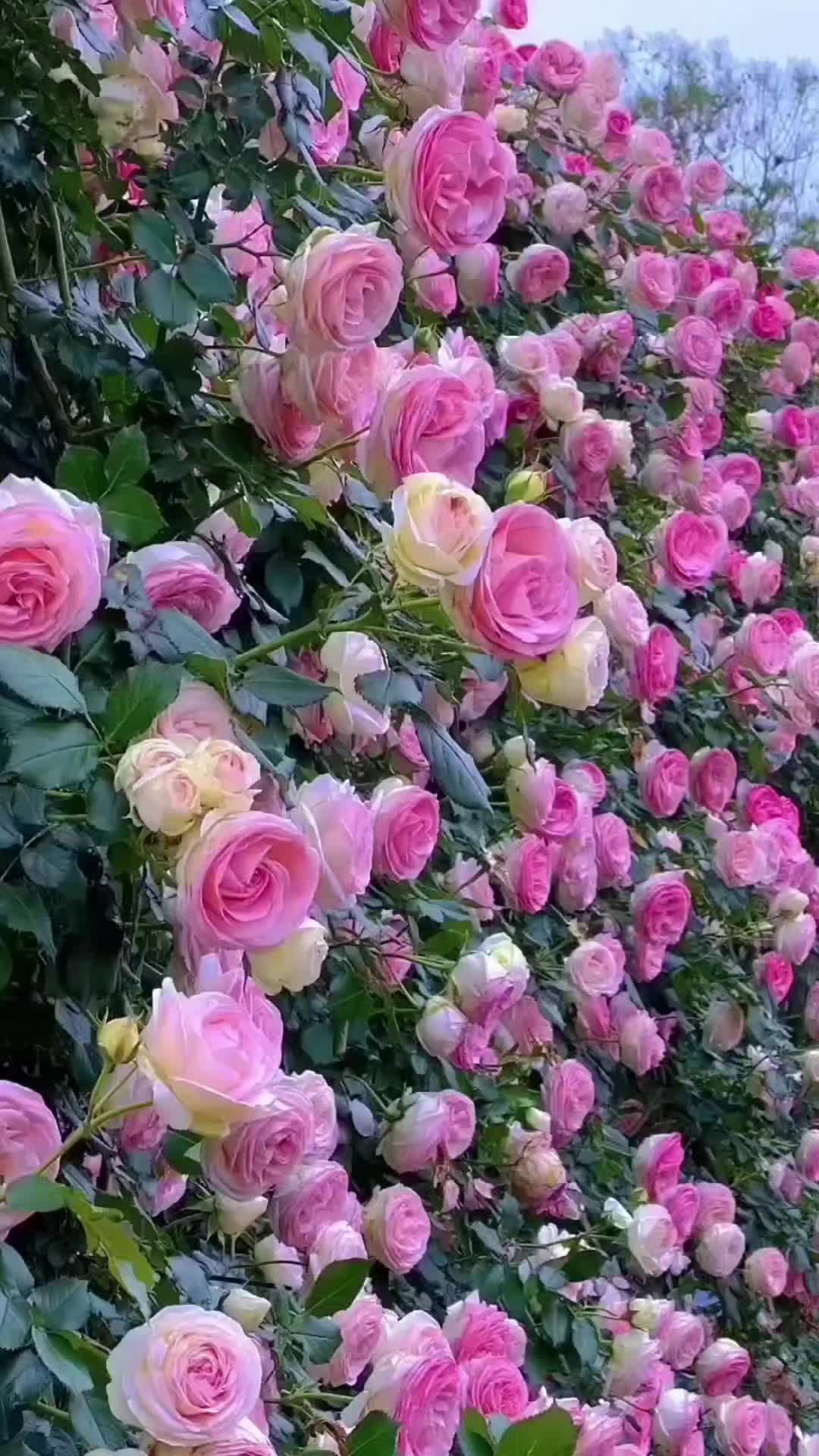 @Катя