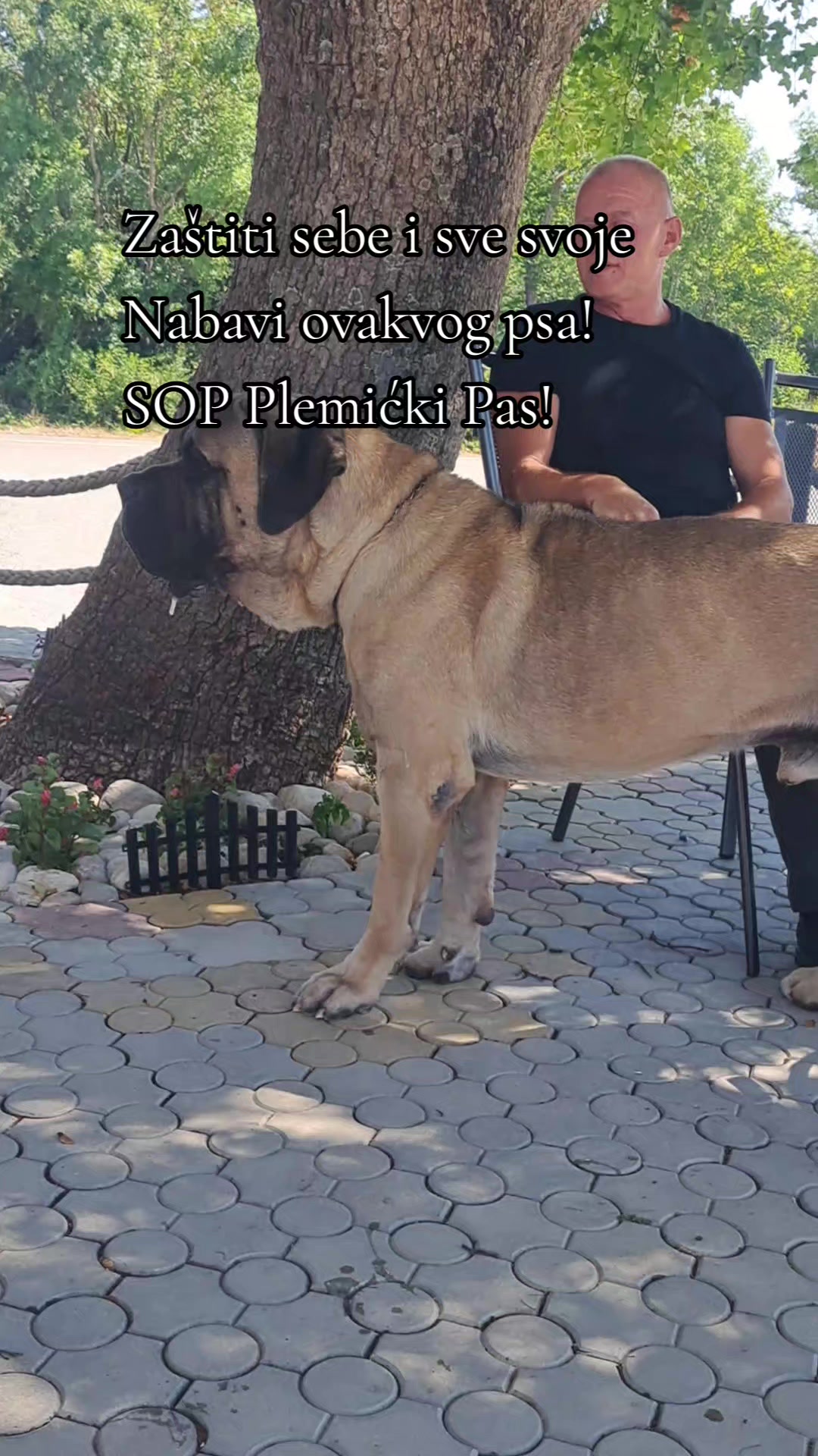 @Plemićki pas Srpski mastif