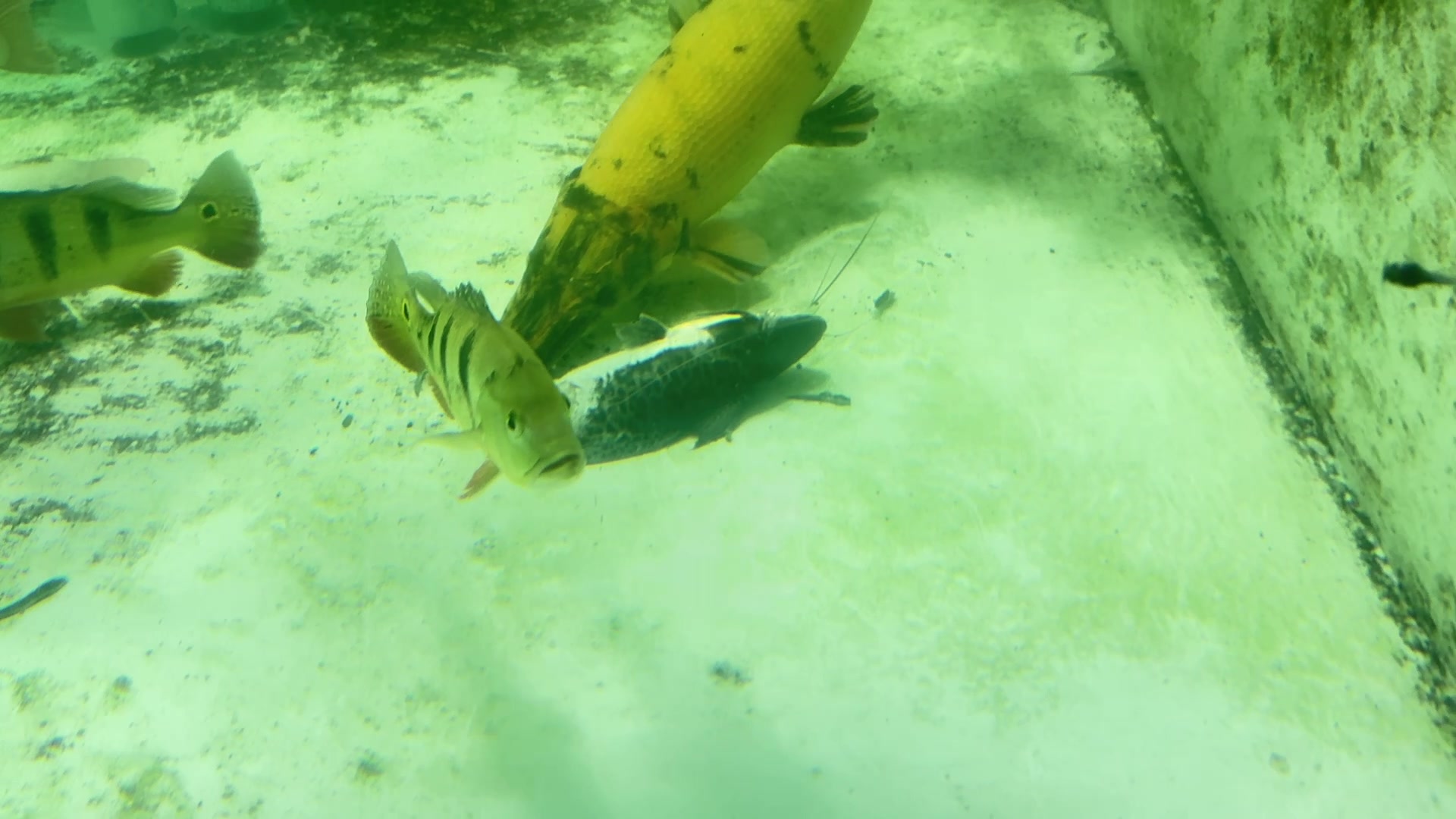@Ph&aacute;t Đạt B&aacute;n C&aacute; 😎🐠🦈