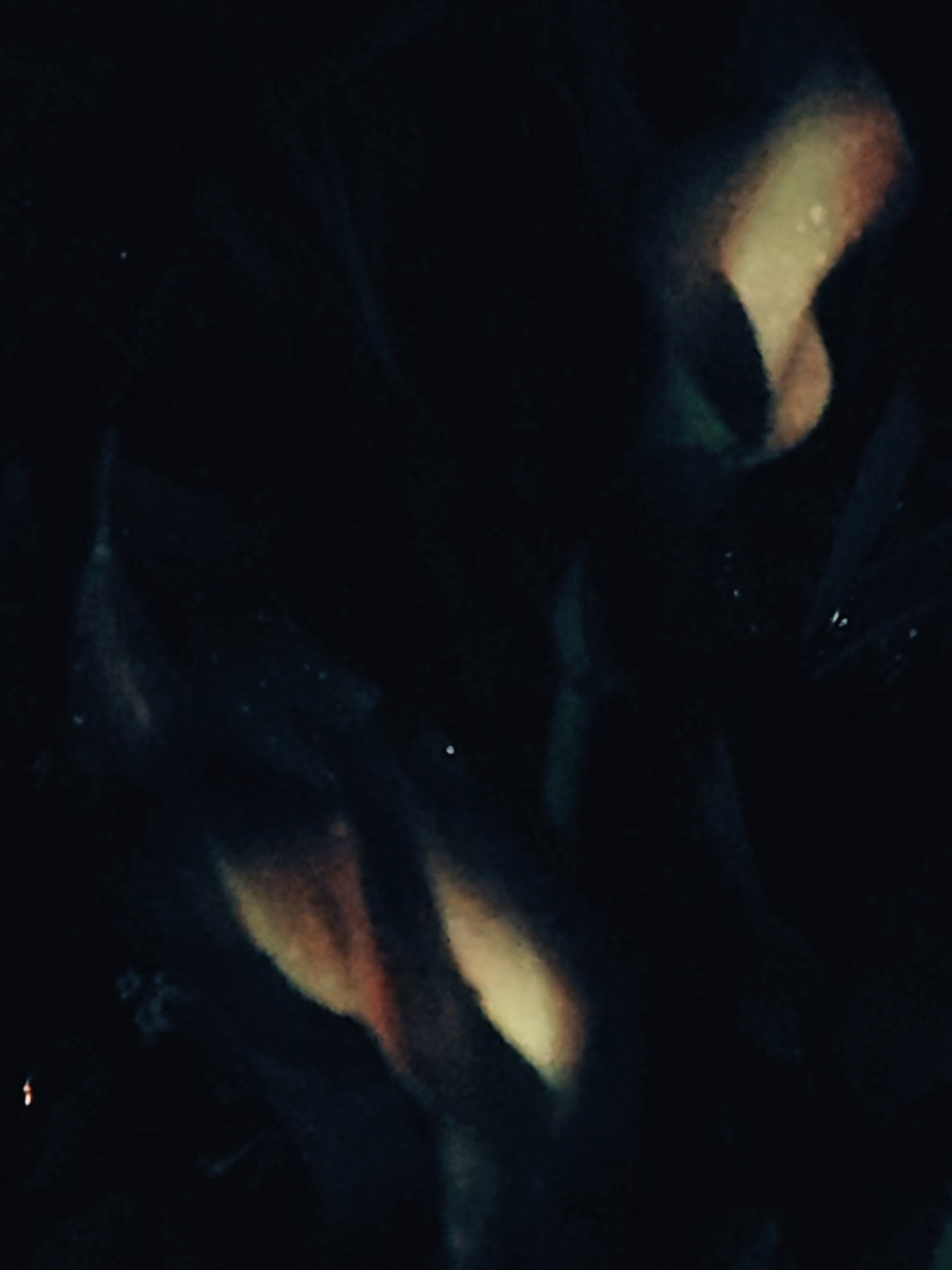 @✨️𝚂𝚊𝚖🌙✨️